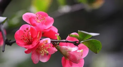How to Care for Flowering Shrubs to Promote Growth (15 Steps to Explain the Care of Flowering Shrubs)
