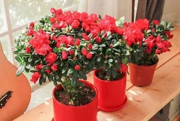 Cultivation and Care of Azaleas (Simple and Easy Methods for Healthy Azalea Growth)