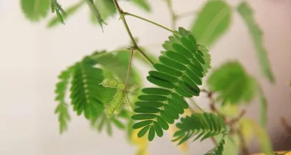 The Ultimate Guide to Caring for Mimosa (Family Care, Care Tips, Precautions, Propagation Methods)