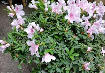 Growing and Caring for Rhododendrons (Simple and Easy Methods for Healthy Growth) 2