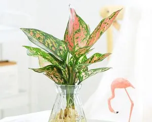 The red hydroponic method (hydroponic care for red)