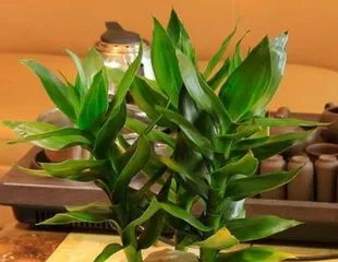 Hydroponic Method for Anthurium (Hydroponic Care for Anthurium) 2