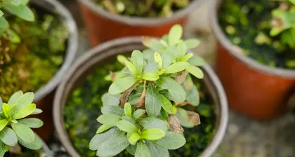 Caring for Azaleas: How to Water Correctly (Understand watering time and methods to help azaleas grow healthily)