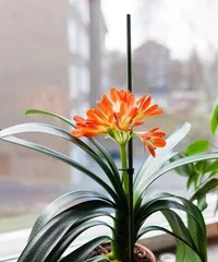 Hydroponic Method for Anthurium (Hydroponic Care for Anthurium) 3