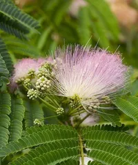 How to grow touch-me-not to fill the pot? (Revealing the care tips to make your touch-me-not bloom endlessly!)