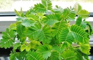 How to grow mimosa to fill the pot? (Unveiling great care tips, let your mimosa bloom continuously!) 2
