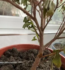 Azalea Care: How to Water Correctly (Understand watering time and methods, let azaleas grow healthily)2