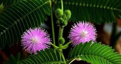 How to grow mimosa to fill the pot? (Unveiling great care tips, let your mimosa bloom continuously!) 3