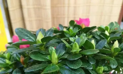 Azalea Care: How to Water Correctly (Understand watering time and methods, let azaleas grow healthily)3