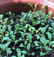 Growing and Caring for Chicken Feather Cabbage (Step-by-Step Guide to Creating a Bountiful Chicken Feather Cabbage Garden)