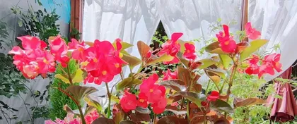 如何养护海棠花以促进生长(15个步骤详解海棠花的养护)3