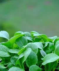 Planting and Care of Bok Choy (Step-by-Step Guide to a Bountiful Bok Choy Garden) 2