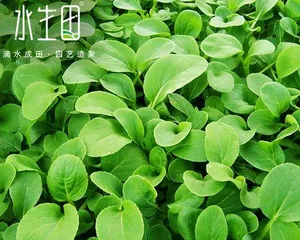 Planting and Care of Bok Choy (Step-by-Step Guide to a Bountiful Bok Choy Garden) 3