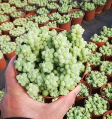 The Care Method for Stonecrop Pendulums (Helping Your Stonecrop Pendulum Thrive)