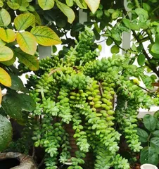 Care Guide for Sedum morganianum (Help Your Sedum morganianum Thrive) 2