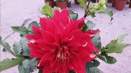 How long does the red bloom? How long does it take to see flowers with maintenance? (Decoding the blooming period and maintenance tips of the red flower, the secret to enjoying the beauty of full bloom)