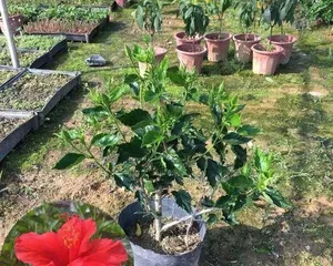 红多久开花?养护多久才能看到花开?(解密红花开花期和养护要点,享受盛开美景的诀窍)2