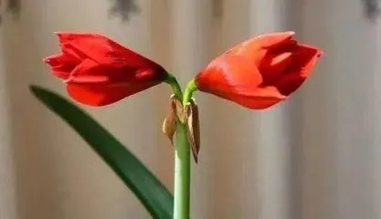 红多久开花?养护多久才能看到花开?(解密红花开花期和养护要点,享受盛开美景的诀窍)3