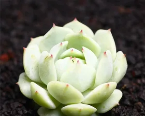 The Best Care Methods for Growing Echeveria 'Quiet Night' (Make Your Succulent a Star on Your Windowsill)