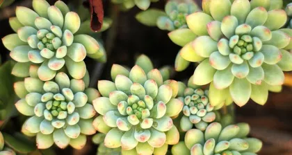 The Best Care Guide for Sedum