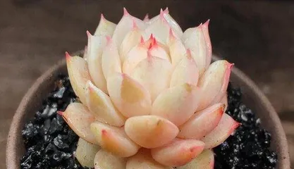 The Best Care Guide for Sedum