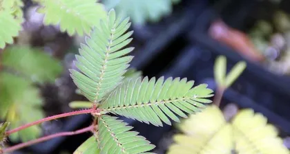 Guide to Growing Mimosas Indoors (Suitable Varieties and Care Tips)