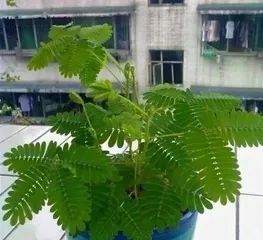 Indoor Mimosa Potted Plant Guide (Suitable Indoor Varieties and Care Points) 2