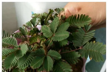 Indoor Mimosa Potted Plant Guide (Suitable Indoor Varieties and Care Points) 3