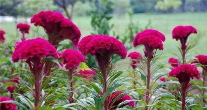 Is the Celosia toxic? Is it suitable for indoor cultivation? (Learn about the toxicity of Celosia and tips for indoor care)