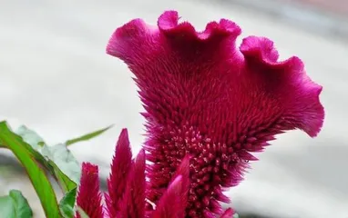 Is Celosia Poisonous? Is it Suitable for Indoor Cultivation? (Understanding the Toxicity and Indoor Cultivation Tips of Celosia) 2