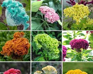 Is Celosia Poisonous? Is it Suitable for Indoor Cultivation? (Understanding the Toxicity and Indoor Cultivation Tips of Celosia) 3
