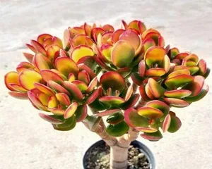 Cultivation Methods and Precautions for Echeveria Derwentii (Easily Master the Care Techniques of Echeveria Derwentii and Create a Beautiful Bonsai)