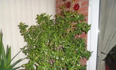 Cultivation Methods and Precautions for Jade Plant (Master Jade Plant Growing Techniques Easily, Create Beautiful Bonsai) 2