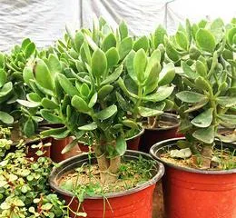 Cultivation Methods and Precautions for Jade Plant (Master Jade Plant Growing Techniques Easily, Create Beautiful Bonsai) 3