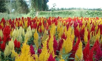 The Cultivation and Care of Celosia (Exploring the Growth Cycle and Key Cultivation Points of Celosia)
