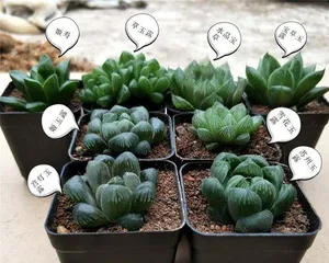 How to scientifically care for Graptopetalum paraguayense (Graptopetalum paraguayense cultivation techniques and precautions)