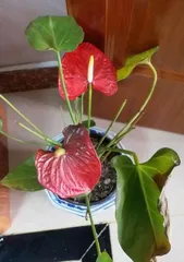 The leaves of the flamingo plant are turning yellow, how to solve this? (Flamingo plant care, improving the quality of green plants)