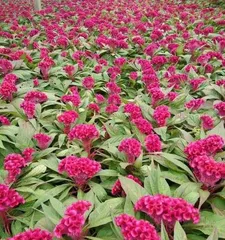 Planting and Care of Celosia (Exploring the Planting Cycle and Cultivation Points) 2