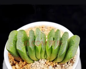 How to scientifically care for Haworthia cooperi (Cultivation techniques and precautions for Haworthia cooperi) 2