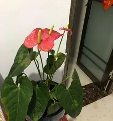 Flamingo flower leaves turn yellow, how to solve it? (Flamingo plant care, improving green plant quality) 2