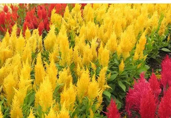 Planting and Care of Celosia (Exploring the Planting Cycle and Cultivation Points) 3