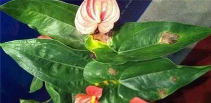 Flamingo flower leaves turn yellow, how to solve it? (Flamingo plant care, improving green plant quality) 3
