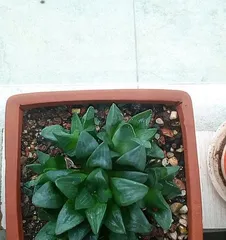 How to scientifically care for Haworthia cooperi (Cultivation techniques and precautions for Haworthia cooperi) 3