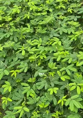 The Planting and Care of Mimosa (A Complete Guide from Seed to Flowering, Including Detailed Care Methods)