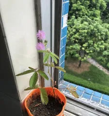 Planting and Care of the Sensitive Plant (A Complete Guide from Seed to Flowering, with Detailed Care Methods) 2