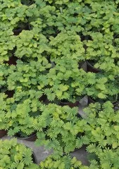 Planting and Care of the Sensitive Plant (A Complete Guide from Seed to Flowering, with Detailed Care Methods) 3