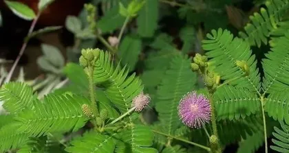 Mimosa Pudica Care Guide (How often to water? Key issues in the growth of Mimosa Pudica) 2