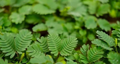 Mimosa Pudica Care Guide (How often to water? Key issues in the growth of Mimosa Pudica) 3