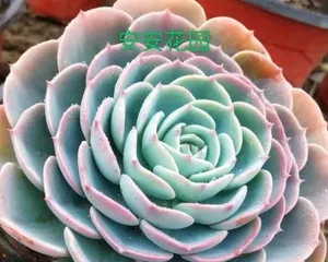 How to Safely Get Through the Summer and Make Your Echeveria 'Dewdrop' Grow Strongly (Introducing in detail the summer care methods for Echeveria 'Dewdrop' so that your succulent plants become healthier)