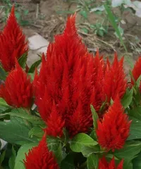 Revealed: Tips for Cockscomb Care - Create a Colorful Flower Sea (Master the cultivation methods of cockscomb, enjoy beautiful flowers, and savor a charming life)